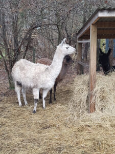 wof_frigg_1
